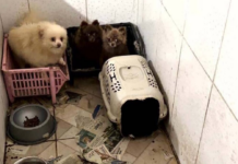 Polícia resgata 50 cães em situação de maus-tratos em Piraquara.