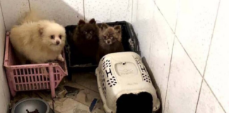 Polícia resgata 50 cães em situação de maus-tratos em Piraquara.