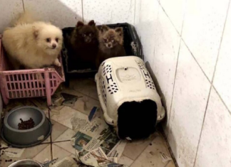 Polícia resgata 50 cães em situação de maus-tratos em Piraquara.