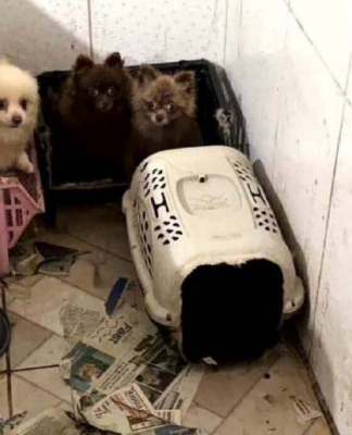 Polícia resgata 50 cães em situação de maus-tratos em Piraquara.