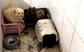 Polícia resgata 50 cães em situação de maus-tratos em Piraquara.